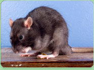 rat control Redruth